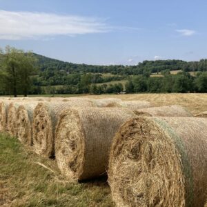 Sécheresse et pénurie de fourrages : mise en relation entre éleveurs