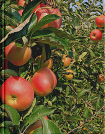 Formation fruits