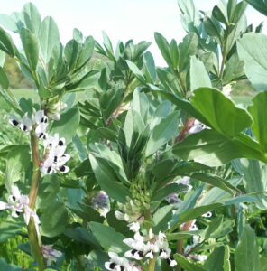 Offre de stage : couverts végétaux et réduction du travail du sol