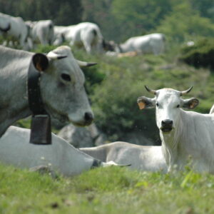 Dermatose Nodulaire Contagieuse