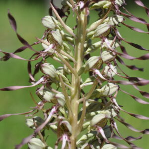 INVITATION Atelier biodiversité – Mauvaisin-de-Prat (09)